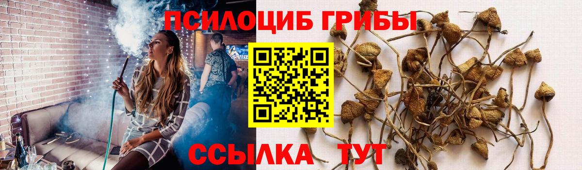 Галлюциногенные грибы Psilocybe Хабаровск